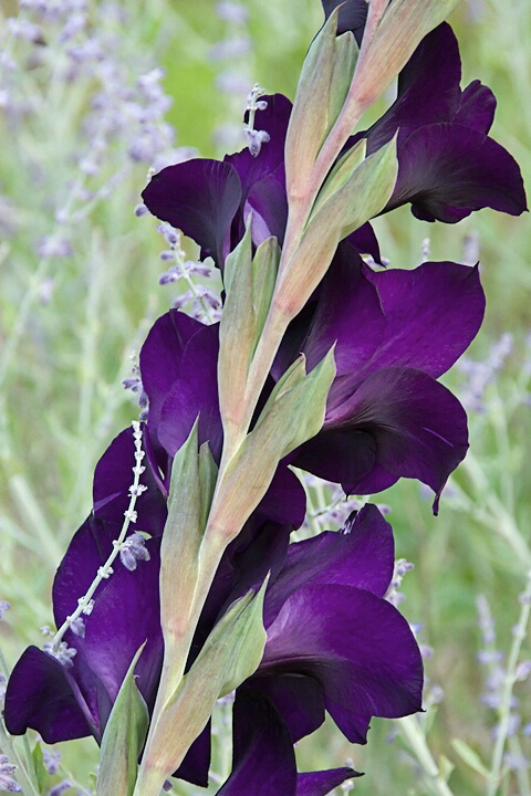 Gladiolus in Russian Sage