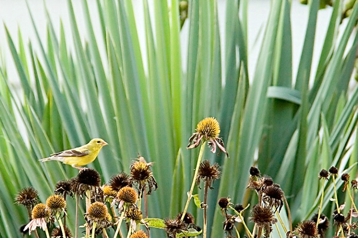 Nature's Bird Feeder