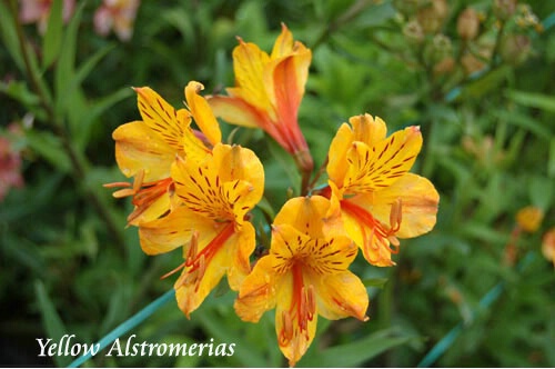 Yellow Alstromerias