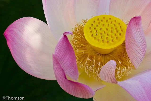 Washington:  Blossom