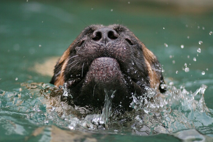 Swimmer Dog
