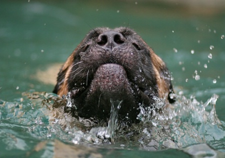 Swimmer Dog