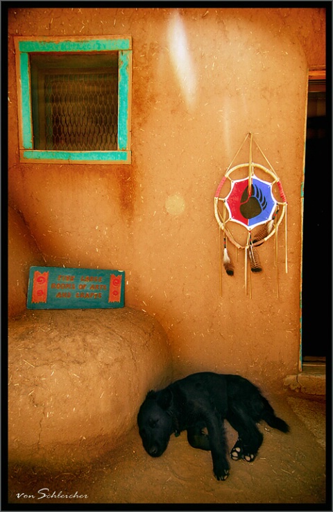 Indian Dog Nap