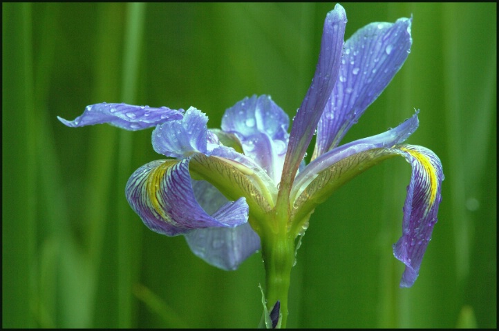 Blue Flag Iris After The Rain 