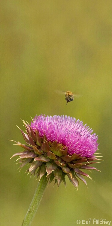 Purple attraction - ID: 4561288 © Earl Hilchey