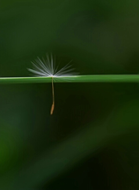 Dandy Hanger