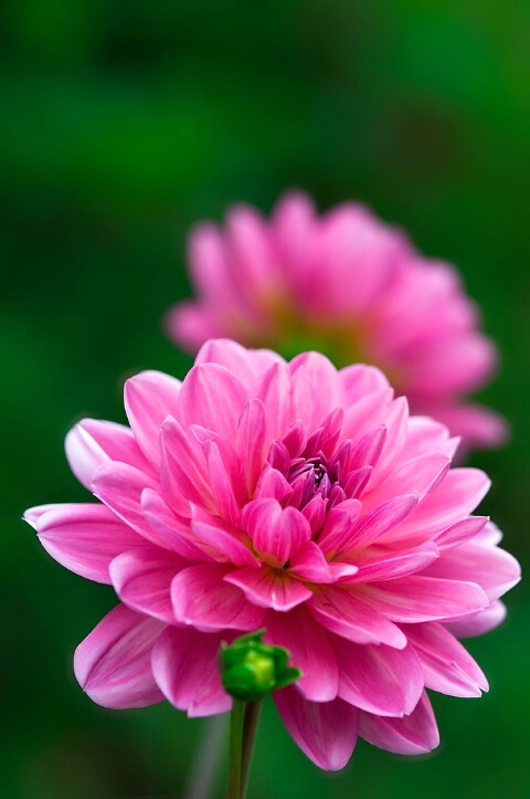 Pink Dahlia