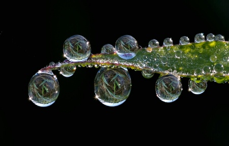 Dewdrop Sonata #2