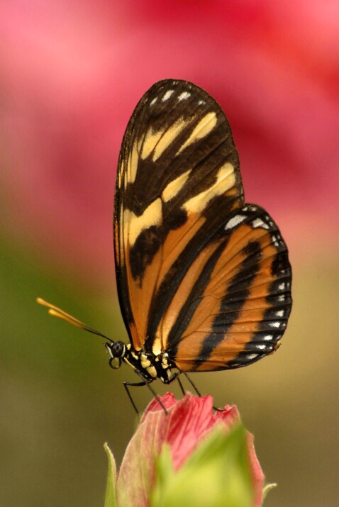 Brookside Butterfly