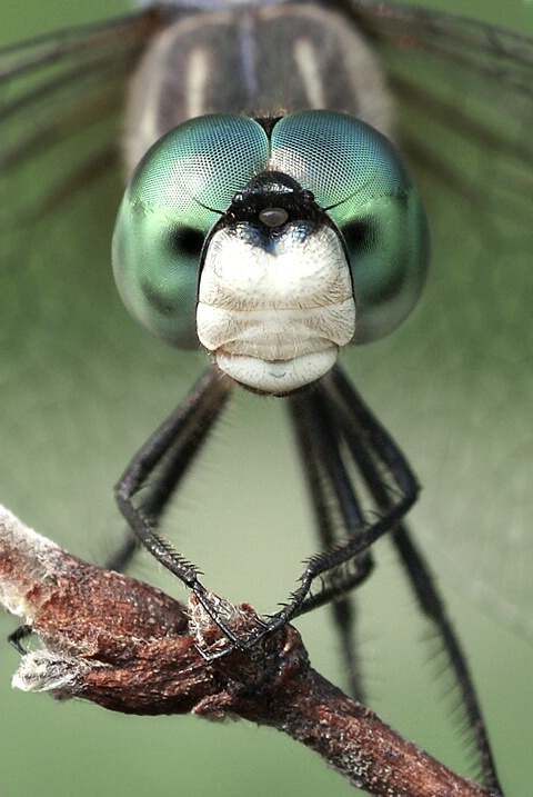 Dragonfly - ID: 4566026 © Laurie Daily