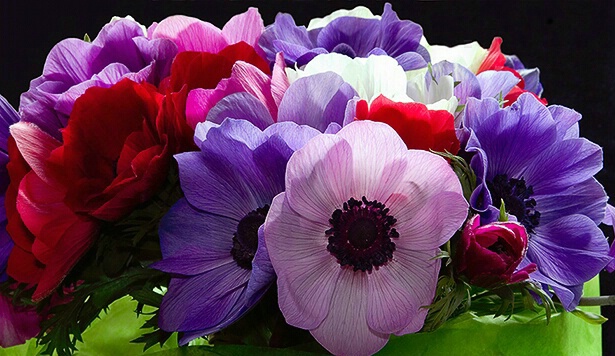 anemone, pink, purple, white, red, flower, macro