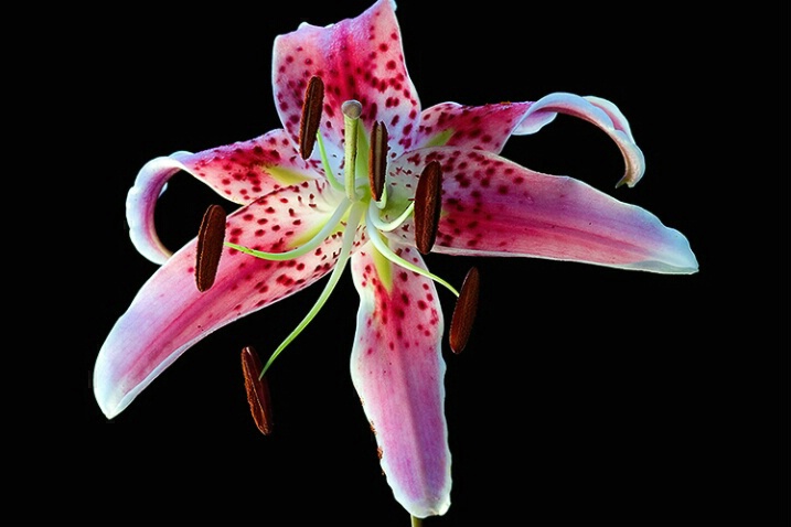 lily, pink, flower, macro