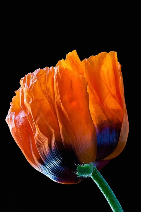 Poppy, orange, macro, flower
