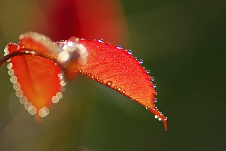 Dew drops on a rose leaf