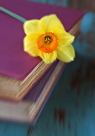 Daffodil Blur