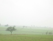 Field in the Mist