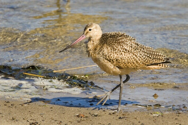 Marbled Godwit - Tillamook Bay, Oregon - ID: 4572585 © John Tubbs