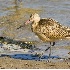 2Marbled Godwit - Tillamook Bay, Oregon - ID: 4572585 © John Tubbs