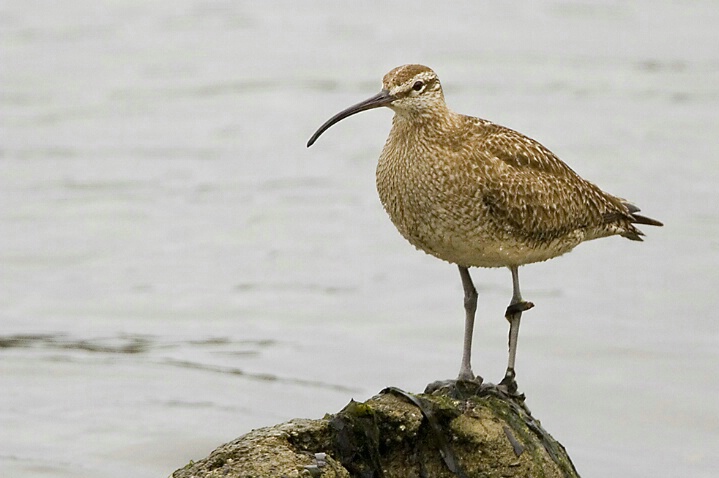 Whimbrel - Grays Harbor, WA