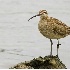2Whimbrel - Grays Harbor, WA - ID: 4572586 © John Tubbs