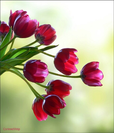 Tulips in a vase