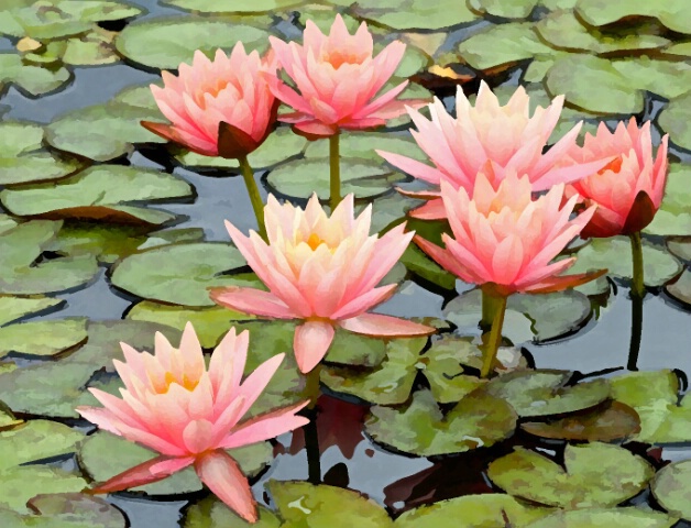 Water lilies