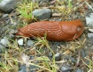 European Red Slug