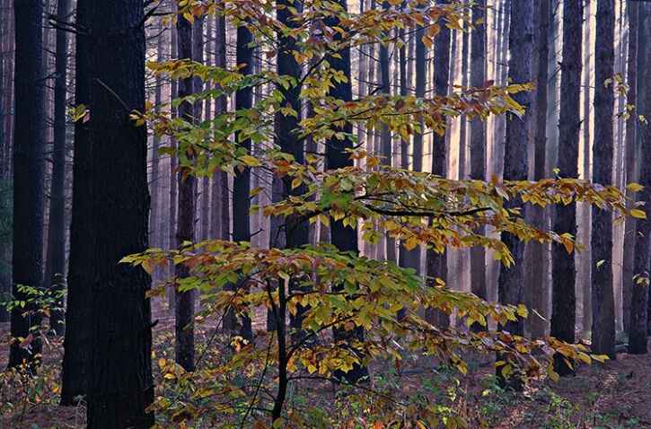 Autumn Pine Forest