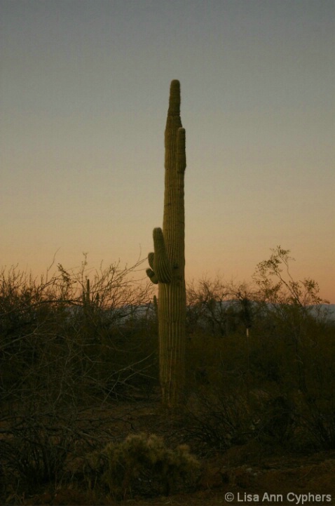 Saguaro Sunset - ID: 4579297 © Lisa Ann Cyphers