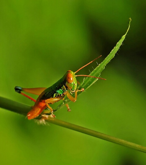 Grasshopper