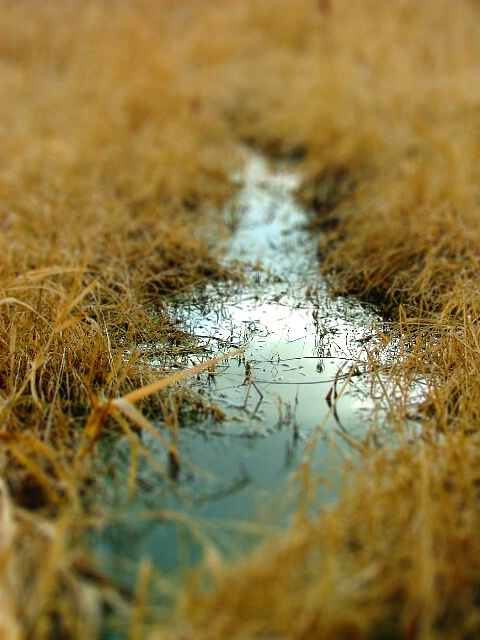 Water and Grass