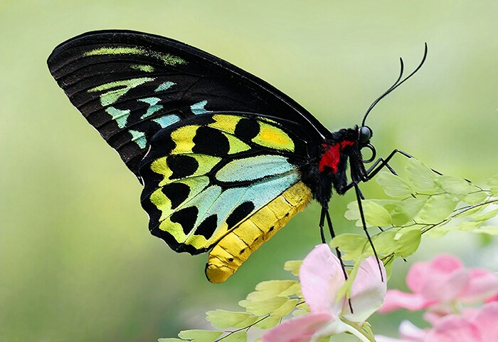 Cairns Birdwing Butterfly