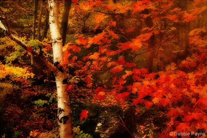 ~FOREST FIRE~