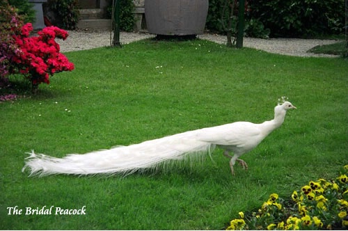 The Bridal Peacock