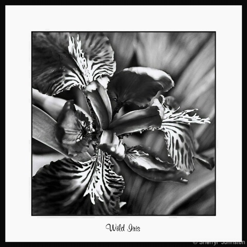 Wild Iris 2
