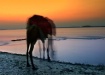 Camel Drinking th...