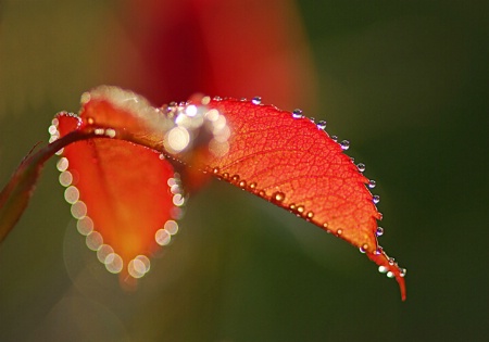 Dew drops on a rose leaf 2