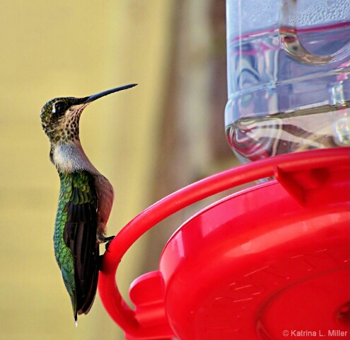 Feeding Time