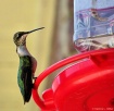 Feeding Time