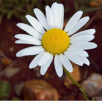Flower Daisy - ID: 4588989 © Chuck Bruton