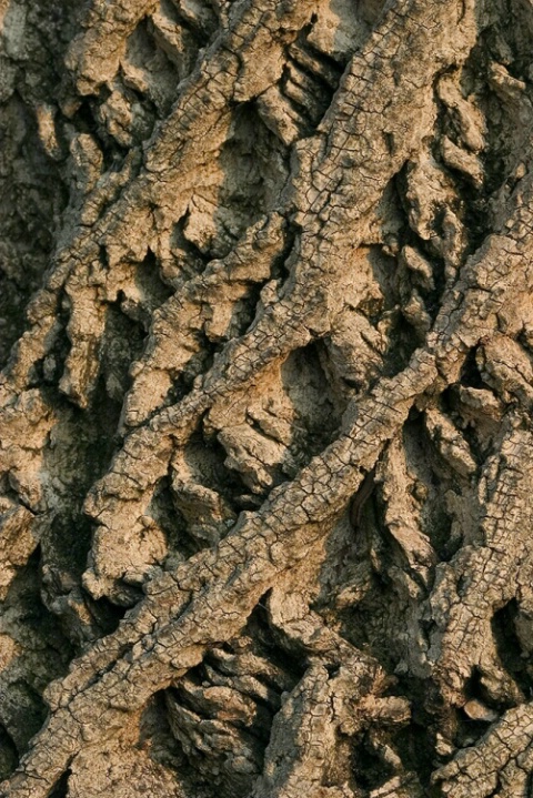 Tulip Tree Bark Pattern
