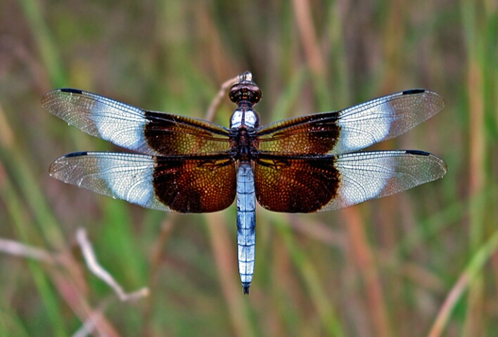 Willow Skimmer Dragonfly