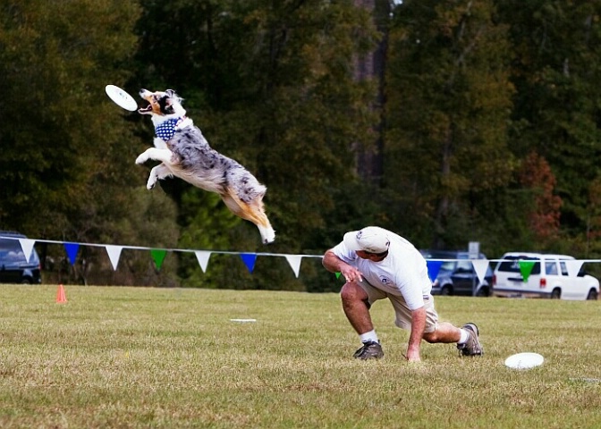 Canine Frisbee 2005