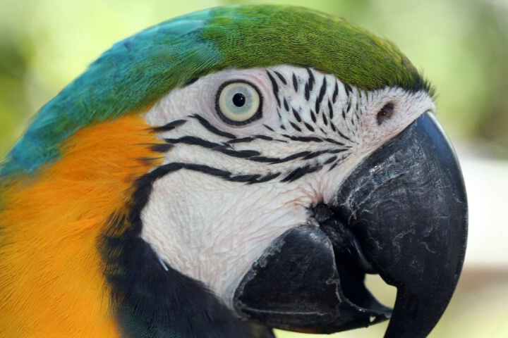 Maui Parrot
