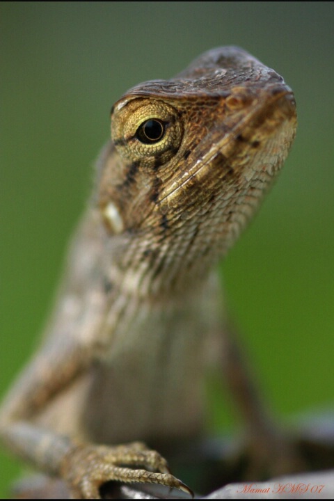 Eguana