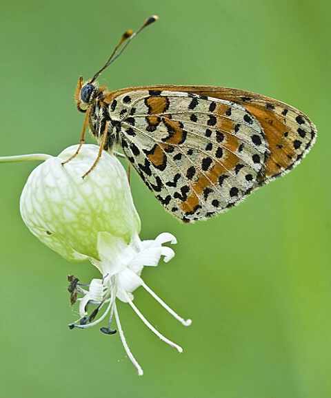 butterfly_on_flower