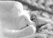 Tom Tom 2