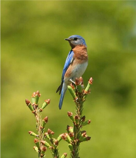 Eastern Bluebird