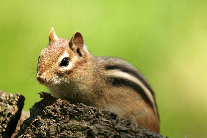 Chipmunk Posing