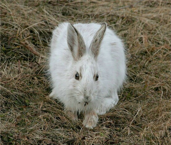 White Rabbit